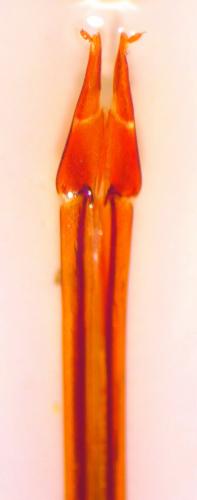 Ampedus sp.